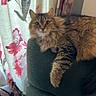 cat, tabby, fluffy, couch, armrest, indoor, curtains, floral_curtains, green_couch, relaxed, pet, animal, feline, home, cozy, curious, domestic, living_room, resting, wide_eyes