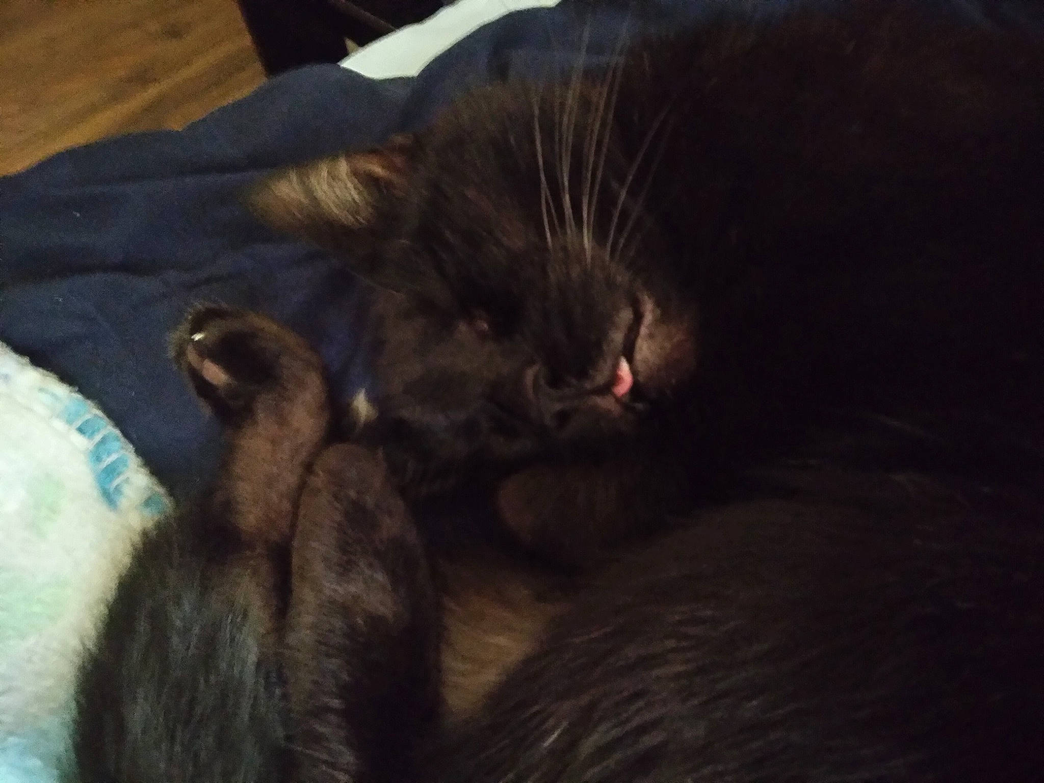 Kuvo is registered to the contest to win money with this photo: black_cat, bombay, carnivore, cat, claw, comfort, darkness, domestic_short_haired_cat, felidae, fur, nap, paw, small_to_medium_sized_cats, tail, terrestrial_animal, whiskers