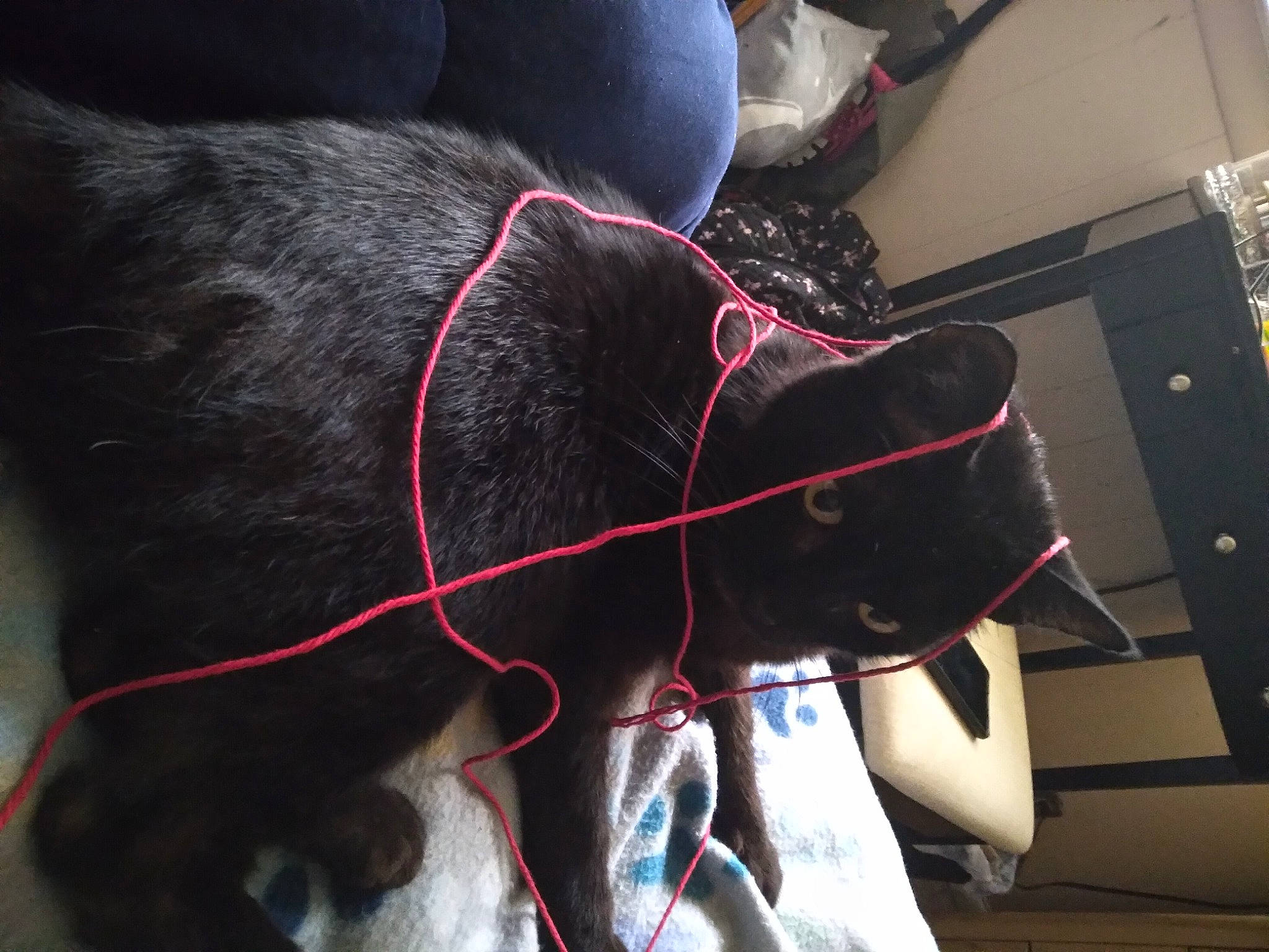 Kuvo is registered to the contest to win money with this photo: audio_equipment, cable, carmine, carnivore, collar, dog, dog_breed, dog_collar, electric_blue, electrical_supply, electrical_wiring, fashion_accessory, fur, leash, magenta, snout, sporting_group, whiskers, wire, working_animal