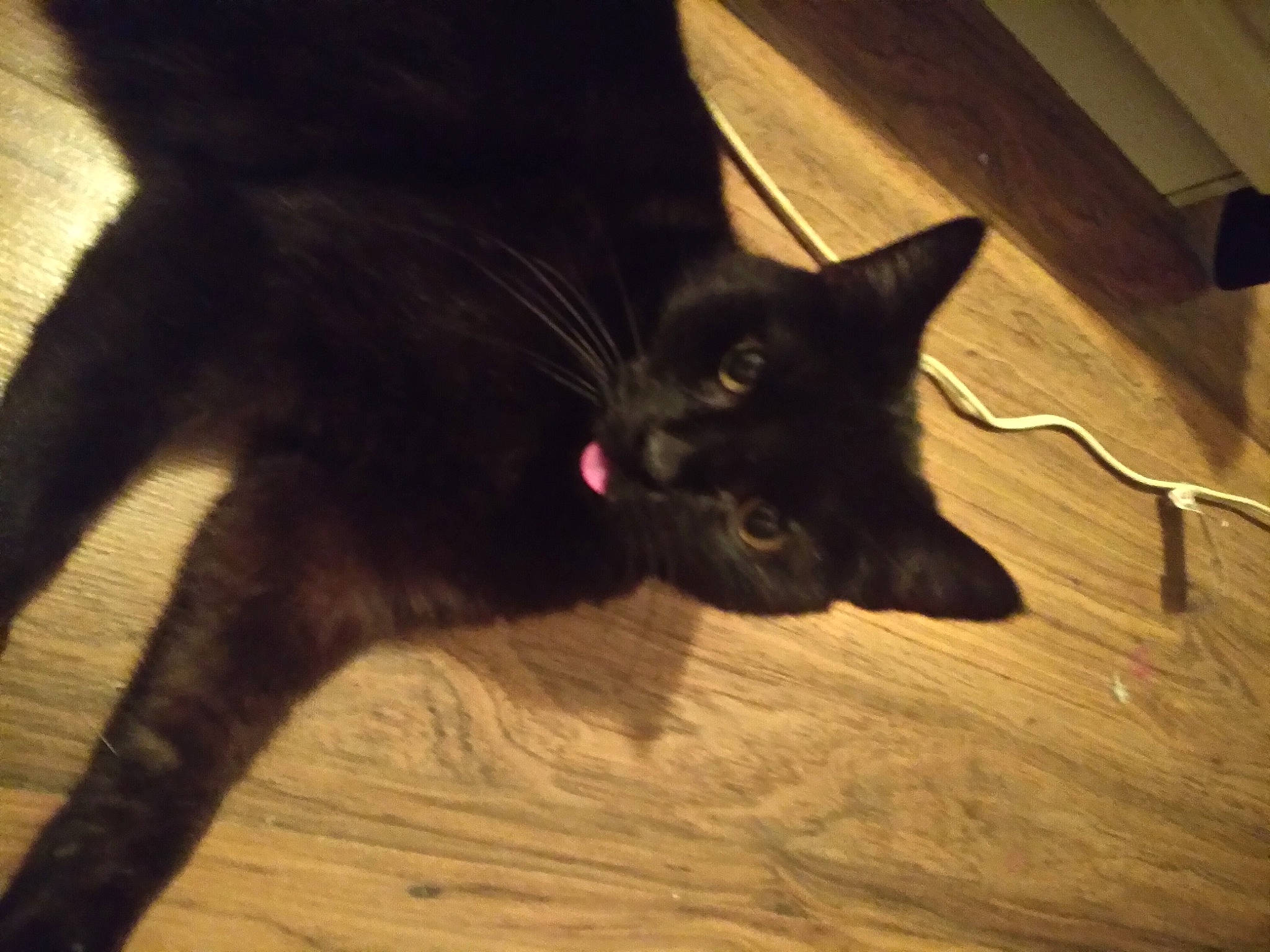 Kuvo joined the competition — help win amazing prizes! black_cat, bombay, carnivore, cat, claw, domestic_short_haired_cat, felidae, floor, flooring, fur, hardwood, laminate_flooring, paw, small_to_medium_sized_cats, tail, tints_and_shades, whiskers, wood, wood_flooring, wood_stain