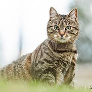 Hera a rejoint le concours — aidez-le/la à gagner de superbes lots ! cat, tabby_cat, animal, pet, grass, outdoor, nature, fur, whiskers, green, blurred_background, portrait, eyes, sitting, mammal, cute, feline, closeup, wildlife, photography