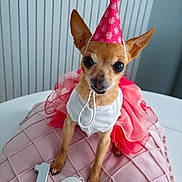 Sandra is registered to the contest to win money with this photo: dog, small_dog, chihuahua, party_hat, pink_tutu, birthday, birthday_candles, number_candles, pink_blanket, table, celebration, pet, costume, indoors, cute, animal, festive, happy, decor, portrait