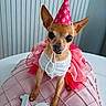 dog, small_dog, chihuahua, party_hat, pink_tutu, birthday, birthday_candles, number_candles, pink_blanket, table, celebration, pet, costume, indoors, cute, animal, festive, happy, decor, portrait