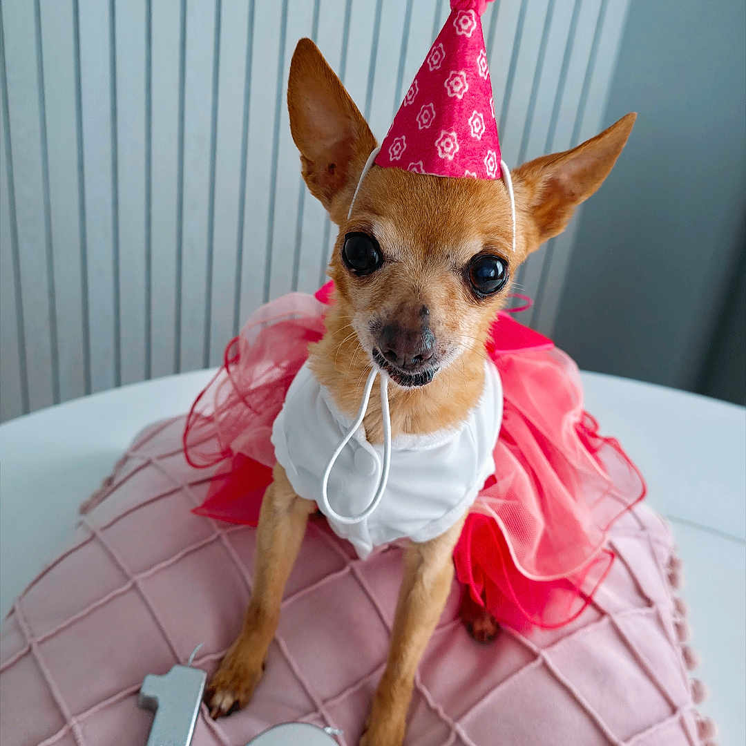 Sandra is registered to the contest to win money with this photo: dog, small_dog, chihuahua, party_hat, pink_tutu, birthday, birthday_candles, number_candles, pink_blanket, table, celebration, pet, costume, indoors, cute, animal, festive, happy, decor, portrait