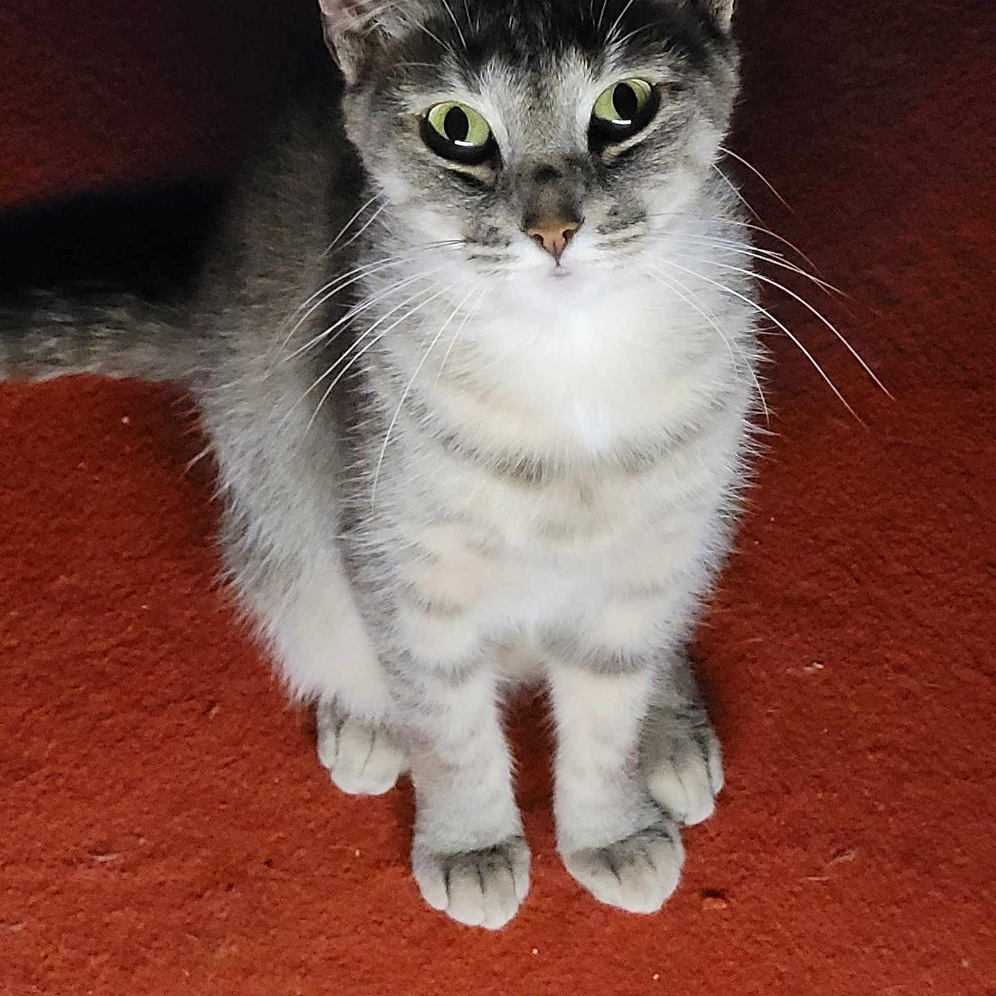 Blue a rejoint le concours — aidez-le/la à gagner de superbes lots ! alert, animal, carpet, cat, closeup, cute, domestic_cat, ears, feline, fur, gray_tabby, green_eyes, indoor, looking_up, paws, pet, sitting, striped, whiskers, young_cat