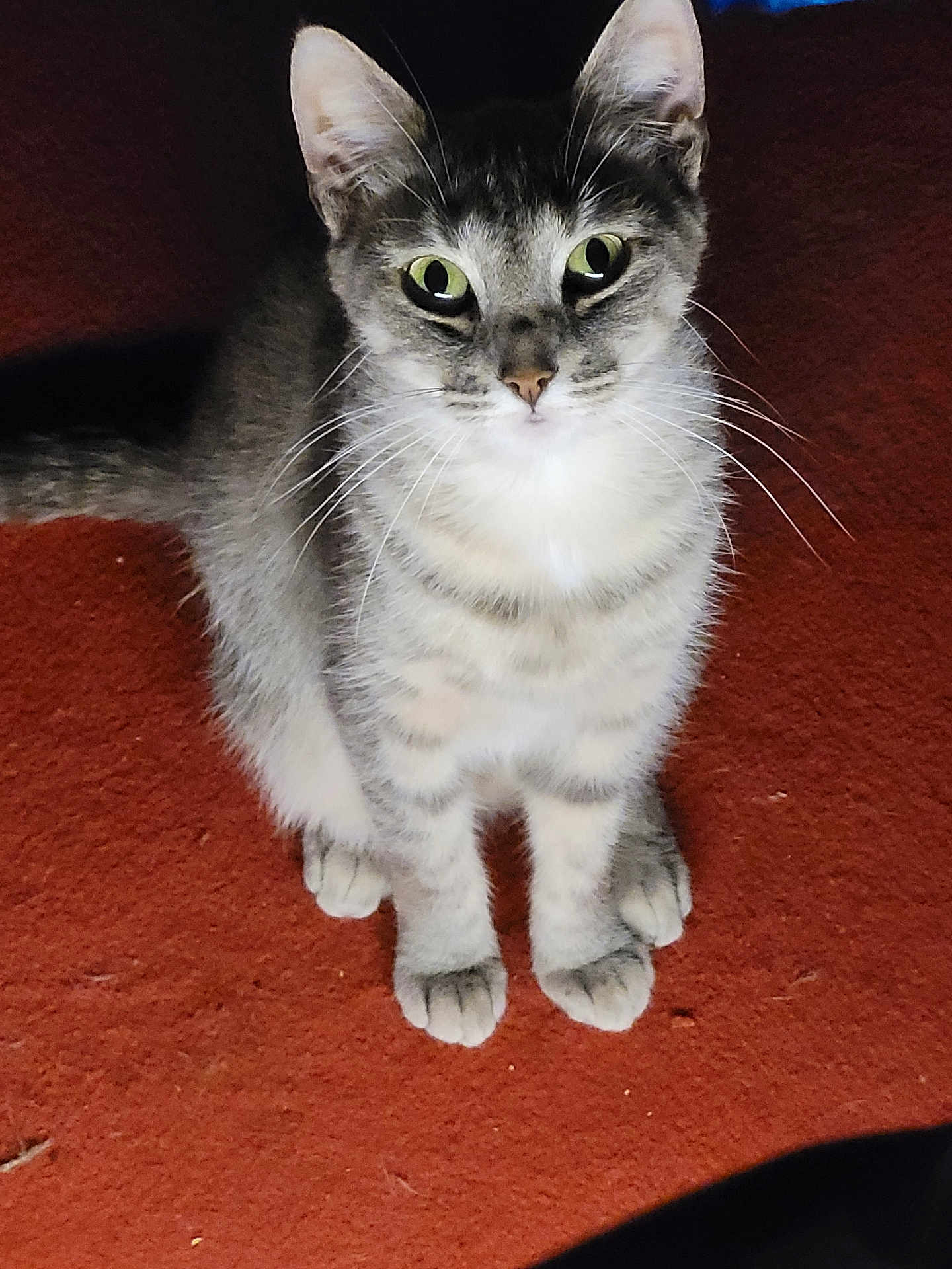 Blue a rejoint le concours — aidez-le/la à gagner de superbes lots ! cat, gray_tabby, green_eyes, sitting, carpet, indoor, pet, feline, whiskers, ears, paws, fur, cute, animal, domestic_cat, looking_up, alert, young_cat, striped, closeup