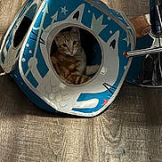 Chester joined the competition — help win amazing prizes! animal, blue, cat, cat_house, chair_base, cube, curious, cute, decorated, feline, home, indoor, looking, orange_tabby, pet, pets, playful, sitting, white, wooden_floor