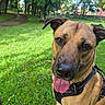 dog, canine, pet, animal, outdoor, grass, greenery, park, tree, nature, sunlight, happy, tongue_out, leash, harness, portrait, close_up, ears_up, brown_fur, friendly