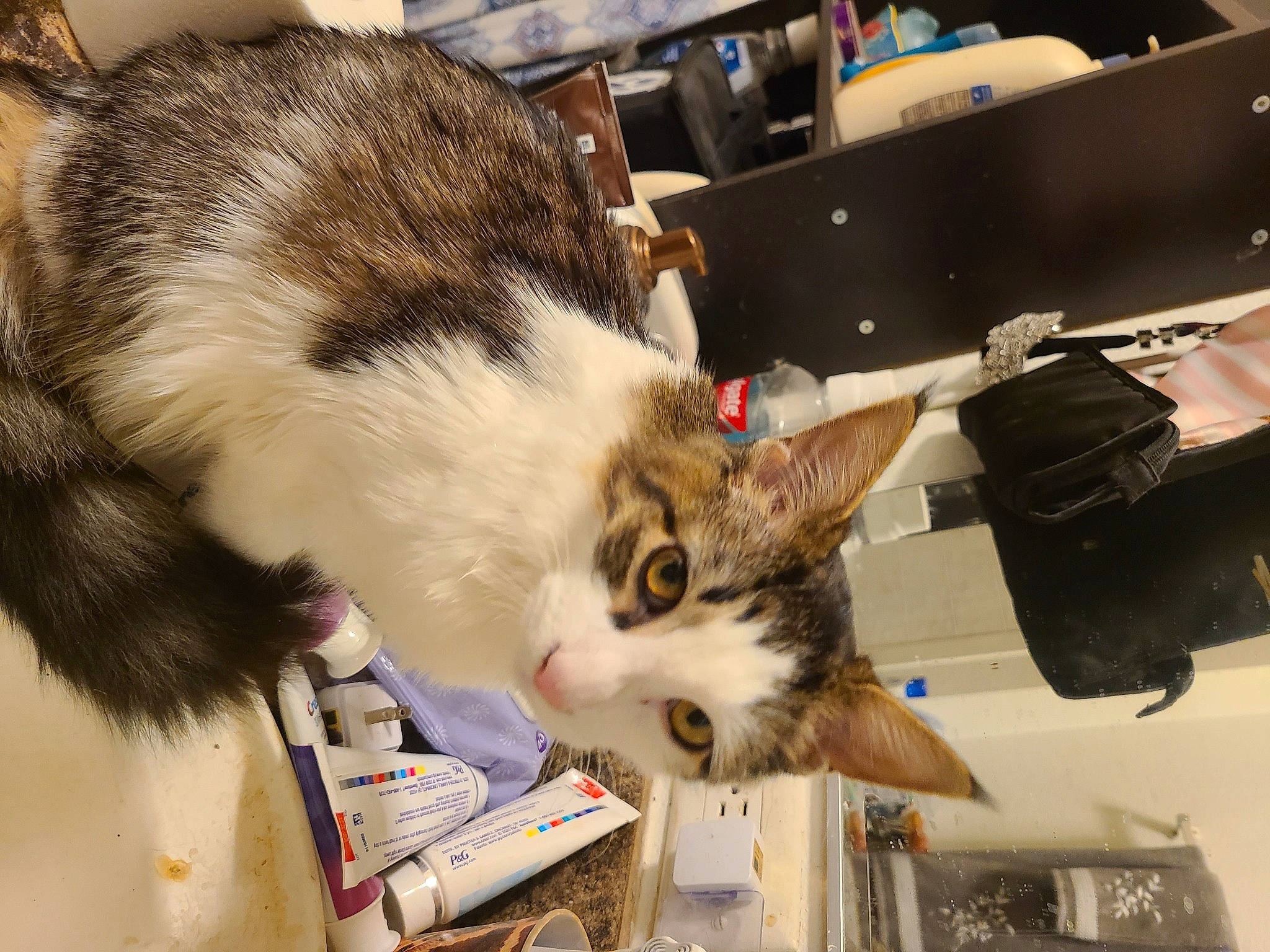 Delta is registered to the contest to win money with this photo: box, cardboard, carnivore, cat, domestic_short_haired_cat, felidae, fur, mammal, paw, small_to_medium_sized_cats, tail, whiskers