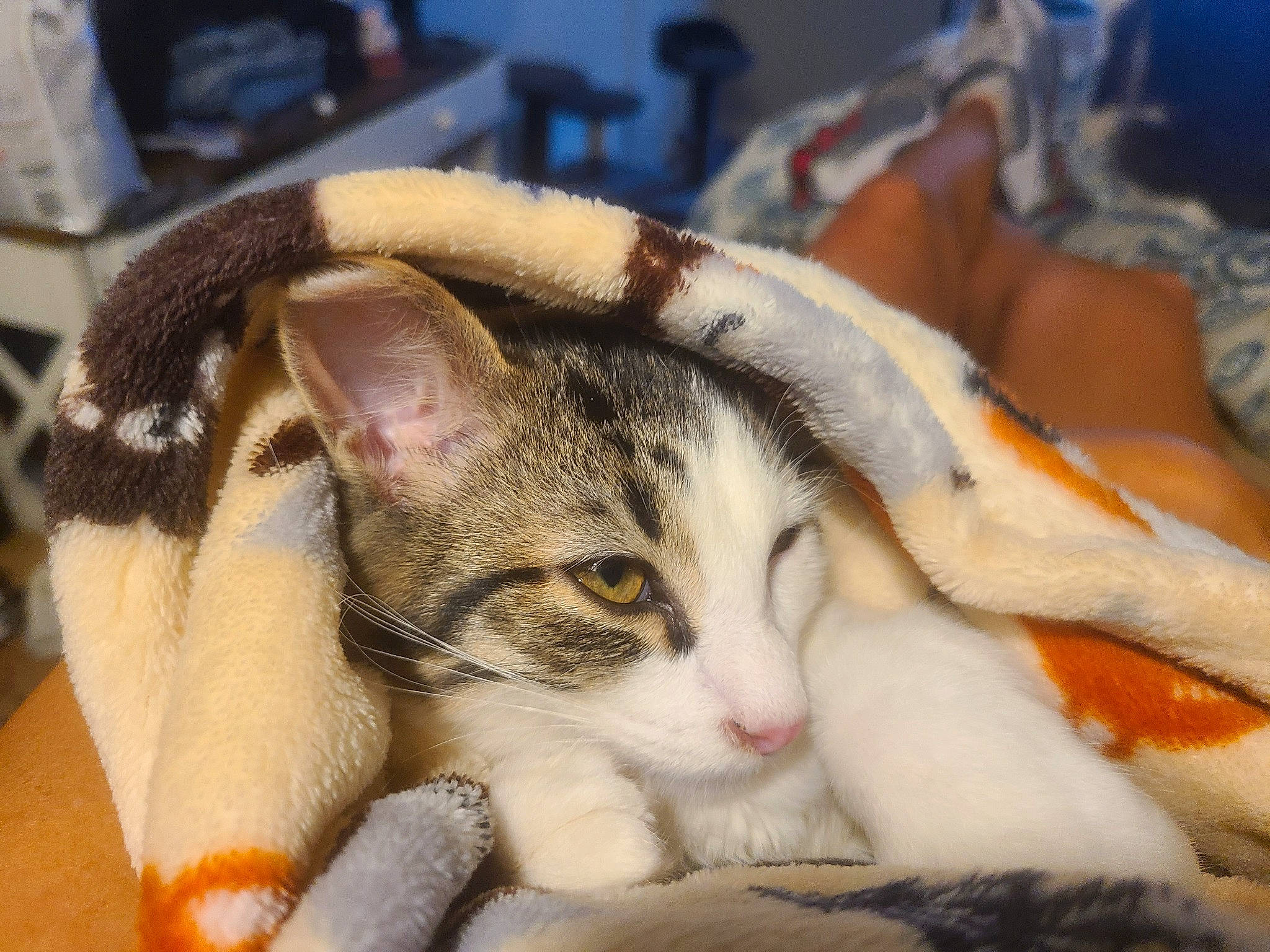 Delta joined the competition — help win amazing prizes! carnivore, cat, claw, comfort, domestic_short_haired_cat, eye, fawn, felidae, fur, nap, paw, sleep, small_to_medium_sized_cats, snout, tail, whiskers