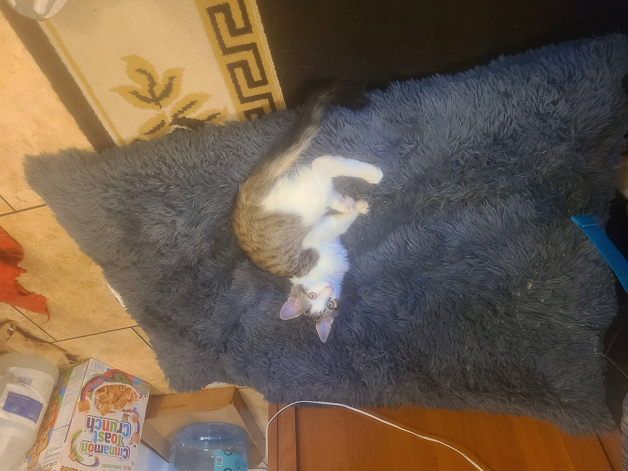 Delta joined the competition — help win amazing prizes! canidae, carnivore, cat, claw, comfort, dog_breed, domestic_short_haired_cat, fawn, felidae, fur, hardwood, lap, nap, paw, small_to_medium_sized_cats, snout, sporting_group, tail, whiskers, wood