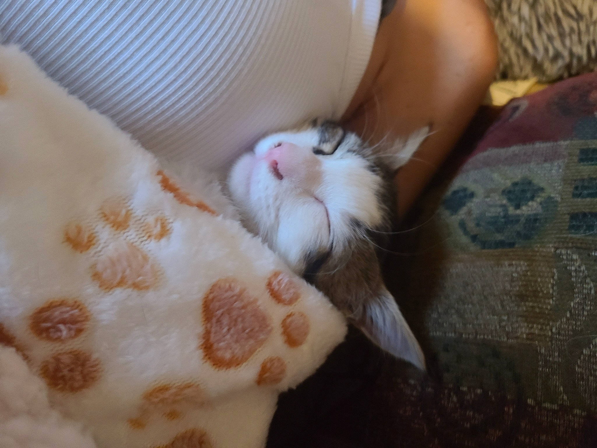 Delta is registered to the contest to win money with this photo: carnivore, cat, claw, comfort, domestic_short_haired_cat, fawn, felidae, flooring, foot, fur, human_leg, linens, nail, pattern, paw, small_to_medium_sized_cats, snout, tail, whiskers