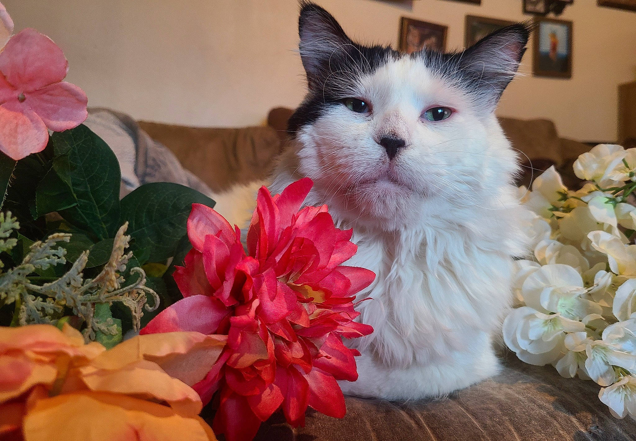 Big Boy is registered to the contest to win money with this photo: annual_plant, artificial_flower, bouquet, carnivore, cat, cut_flowers, domestic_short_haired_cat, event, felidae, floral_design, flower, flower_arranging, flowering_plant, fur, paw, petal, plant, small_to_medium_sized_cats, tail, whiskers