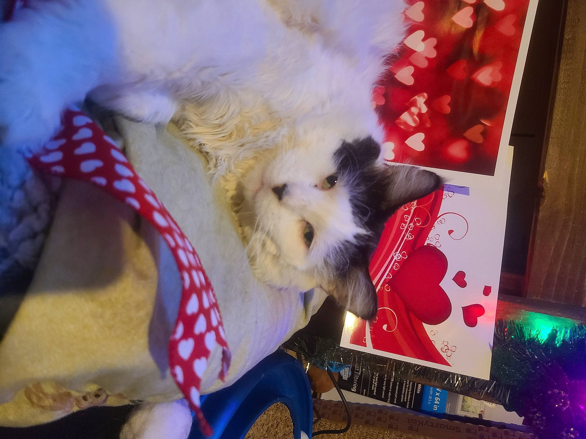 Big Boy joined the competition — help win amazing prizes! canidae, carnivore, christmas, companion_dog, dog, dog_breed, dog_clothes, dog_supply, fawn, felidae, fur, pomeranian, small_to_medium_sized_cats, sporting_group, stuffed_toy, sunglasses, tail, toy, toy_dog, whiskers