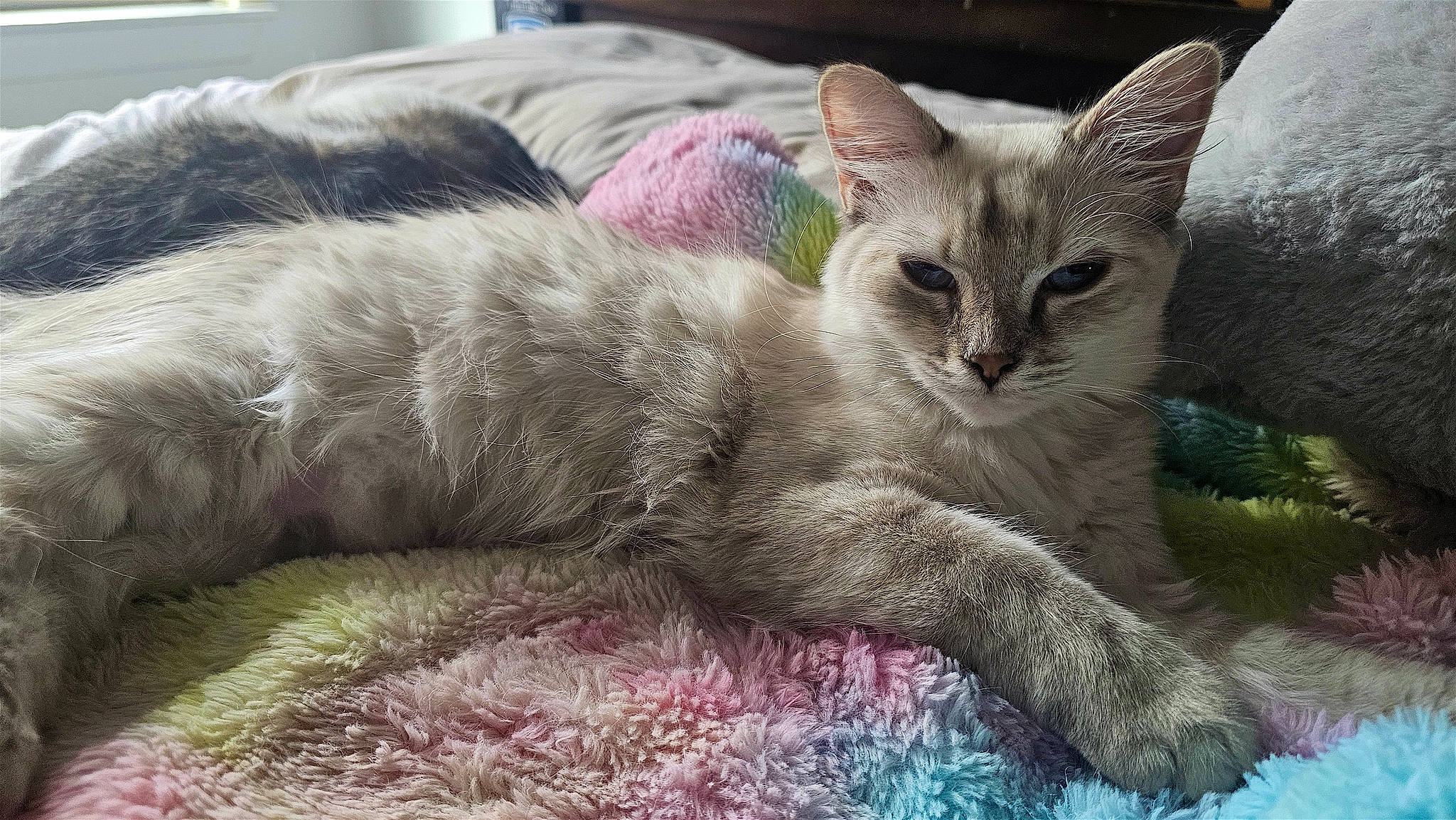 Luna joined the competition — help win amazing prizes! carnivore, cat, cat_supply, claw, comfort, domestic_short_haired_cat, fawn, felidae, fur, paw, small_to_medium_sized_cats, snout, terrestrial_animal, whiskers