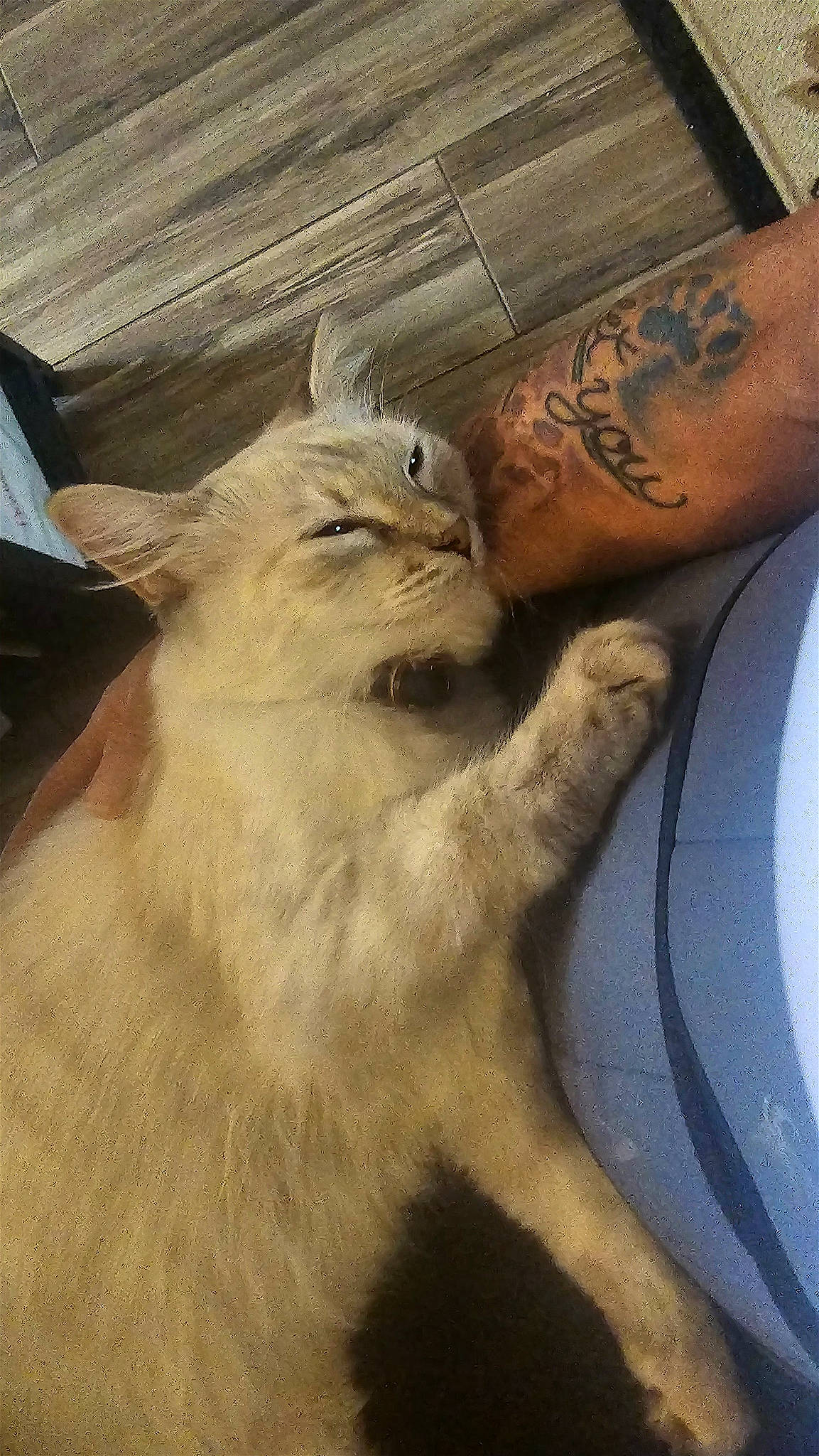 Luna is registered to the contest to win money with this photo: art, beak, bird, bird_of_prey, claw, fashion_accessory, feather, felidae, fur, gesture, glove, human_leg, small_to_medium_sized_cats, tail, tattoo, temporary_tattoo, whiskers, wing, wood, wrist