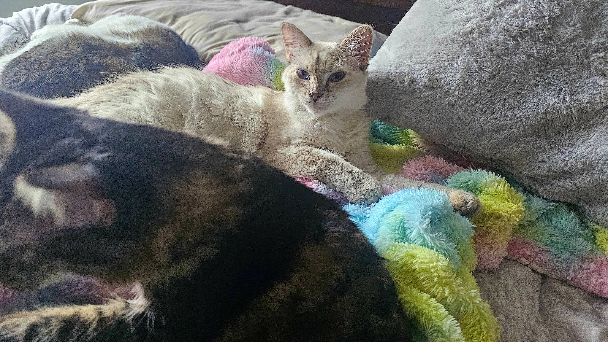 Luna is registered to the contest to win money with this photo: carnivore, cat, cat_bed, claw, comfort, domestic_short_haired_cat, fawn, felidae, fur, mammal, nap, paw, sand, sleep, small_to_medium_sized_cats, snout, tail, vertebrate, whiskers, wool