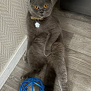 Zadig participe au concours pour gagner de l'argent avec cette photo : animal, blue_toy, cat, collar, curious, domestic, feline, floor, fluffy, gray_cat, indoor, pet, relaxed, sitting, tag, textured_wall, toy, wall, wide_eyes, wooden_floor