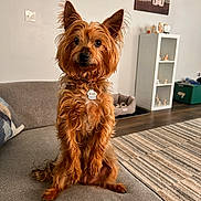 Bindi is registered to the contest to win money with this photo: animal, brown_fur, carpet, couch, cozy, curious, decor, dog, ears, furniture, home, indoor, living_room, painting, pet, relaxed, shelf, sitting, tag, wood_floor
