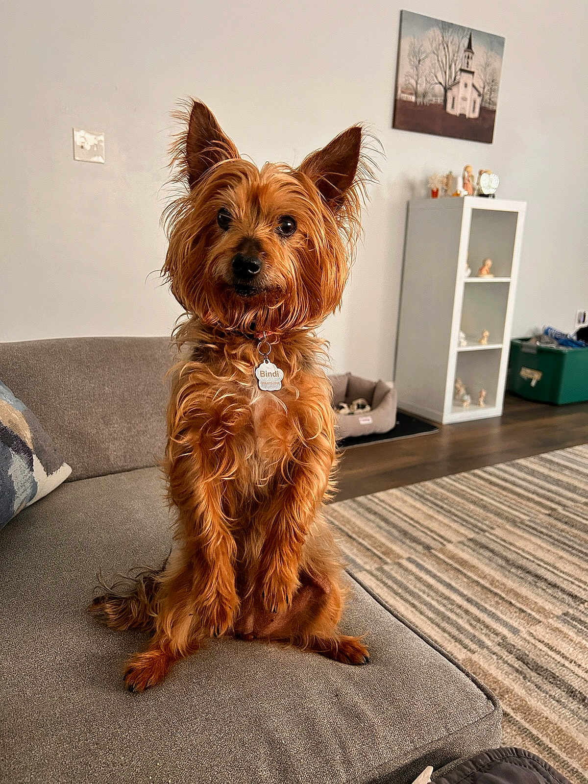 Bindi is registered to the contest to win money with this photo: animal, brown_fur, carpet, couch, cozy, curious, decor, dog, ears, furniture, home, indoor, living_room, painting, pet, relaxed, shelf, sitting, tag, wood_floor