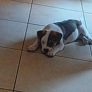 Bouboule a rejoint le concours — aidez-le/la à gagner de superbes lots ! animal, black, brown, calm, cute, dog, domestic, floor, indoor, laying_down, pet, puppy, quiet, resting, shadow, sleepy, small, tile_floor, white, young_dog