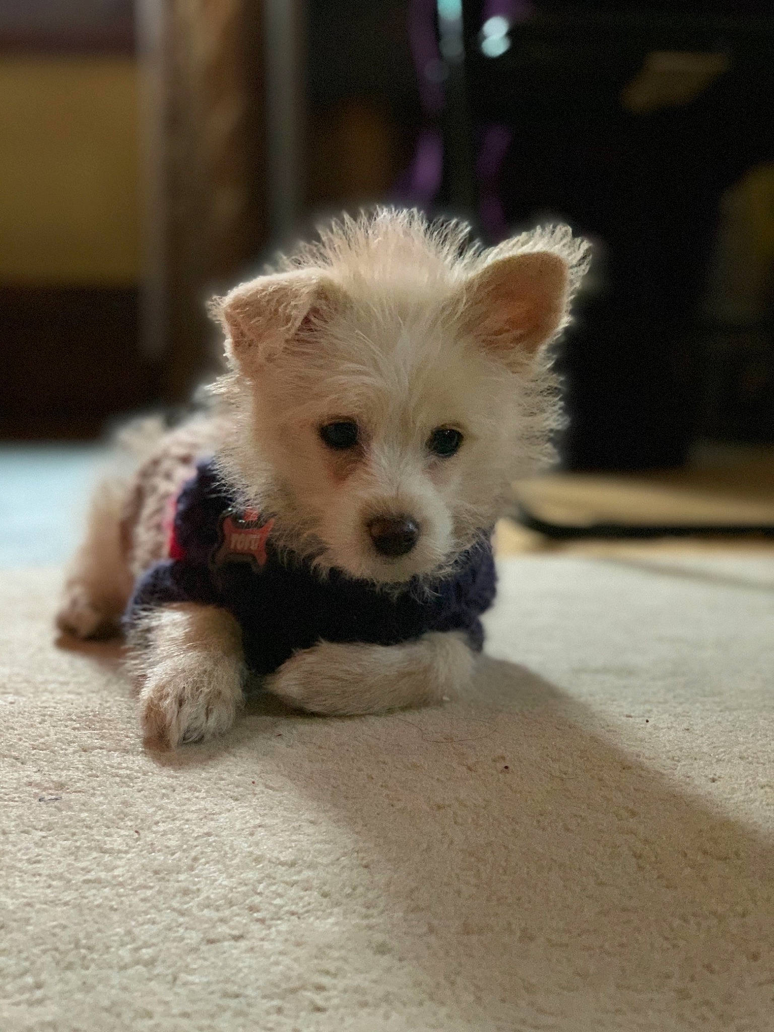 Tofu joined the competition — help win amazing prizes! canidae, carnivore, companion_dog, dog, dog_breed, dog_supply, fawn, fur, kitten, non_sporting_group, pet_supply, puppy, small_terrier, snout, stuffed_toy, terrier, toy, toy_dog, working_animal, working_dog