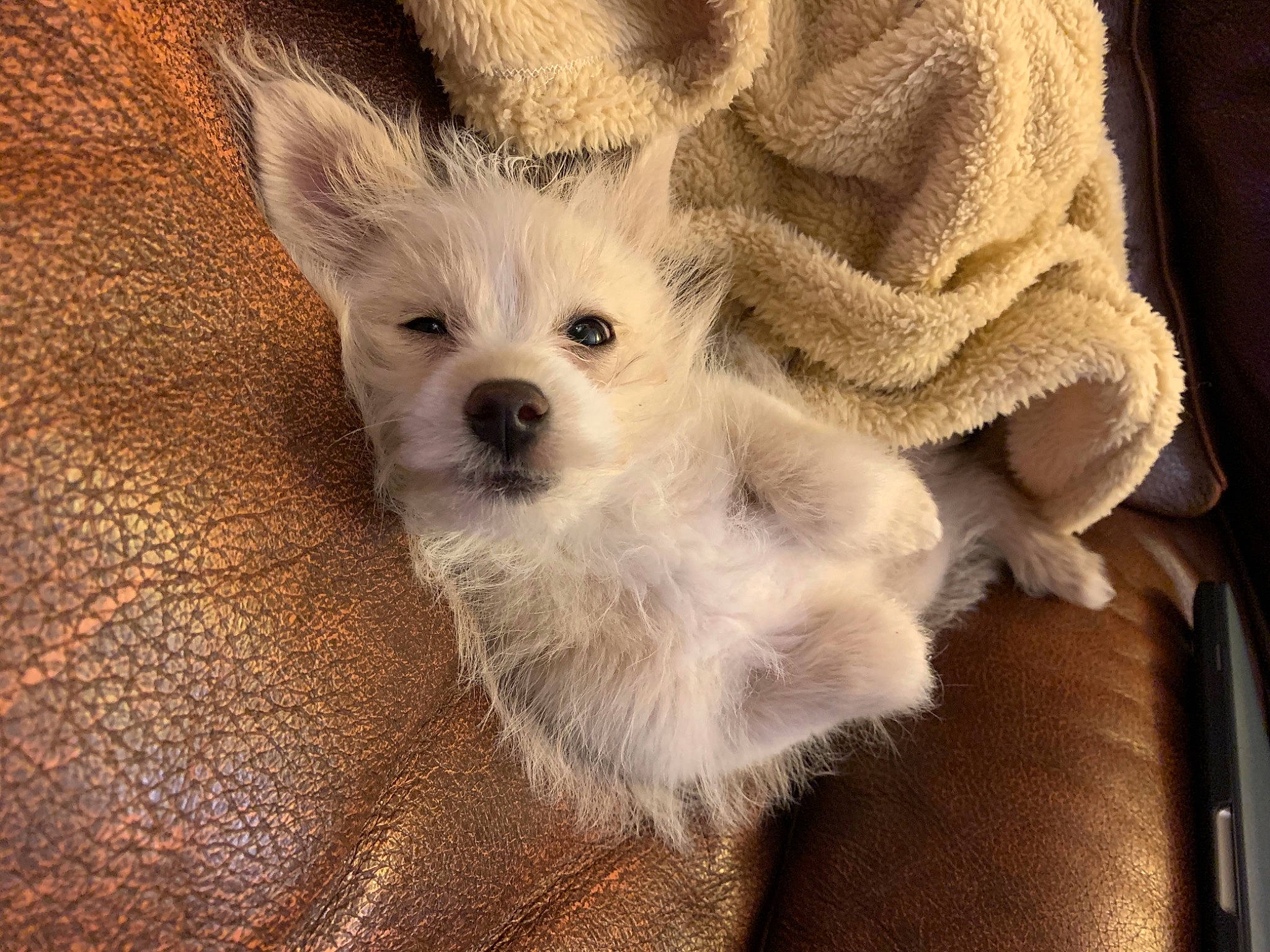 Tofu is registered to the contest to win money with this photo: canidae, carnivore, companion_dog, dog, dog_breed, dog_supply, fawn, fur, liver, non_sporting_group, pet_supply, puppy, small_terrier, snout, terrier, toy_dog, west_highland_white_terrier, working_animal, working_dog