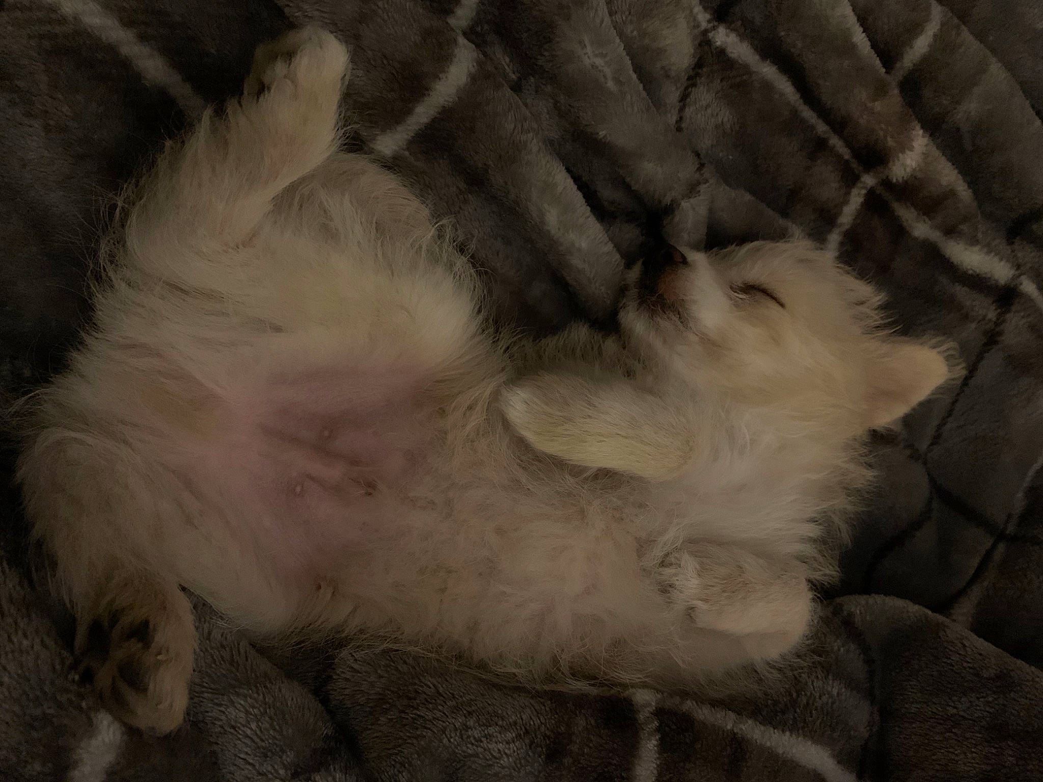 Tofu joined the competition — help win amazing prizes! carnivore, cat, claw, fawn, felidae, fur, paw, small_to_medium_sized_cats