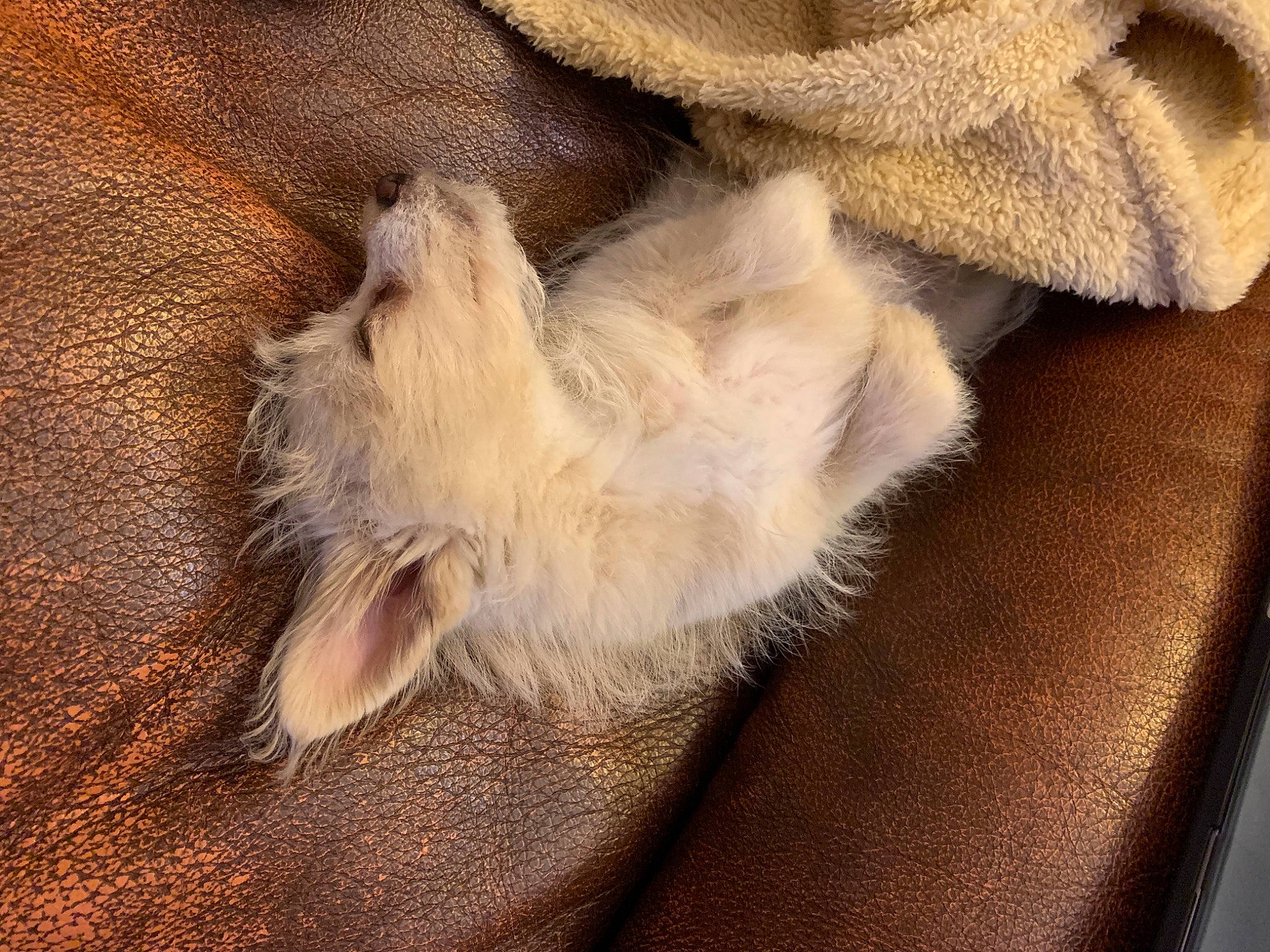 Tofu joined the competition — help win amazing prizes! beige, brown, carnivore, cat, claw, comfort, fawn, felidae, fur, liver, nap, natural_material, paw, sleep, small_to_medium_sized_cats, tan, whiskers