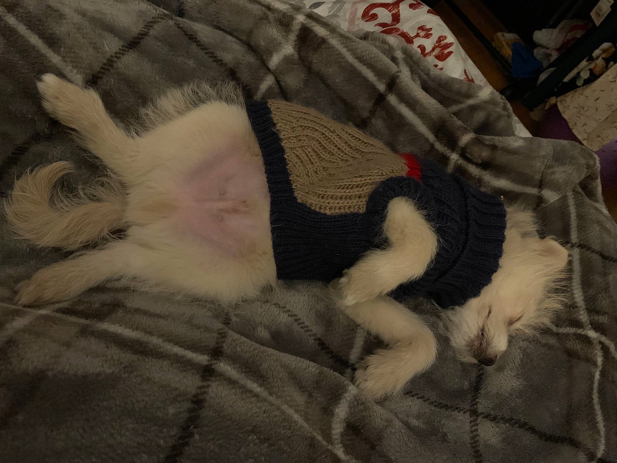 Tofu joined the competition — help win amazing prizes! cat, craft, creative_arts, fawn, fiber, fur, knitting, natural_material, small_to_medium_sized_cats, tail, textile, thread, wool, woolen, woven_fabric