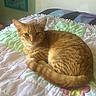 cat, orange_tabby, quilt, bed, floral_pattern, indoor, feline, pet, resting, curled_up, cozy, soft_light, home_interior, mirror, window_light, domestic, animal, cute, relaxed, sleepy