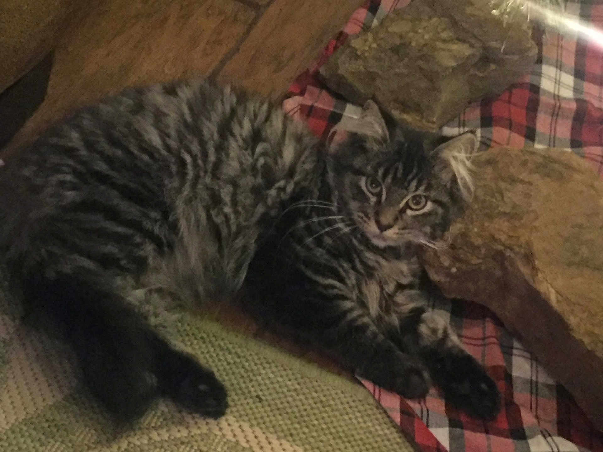 Loki is registered to the contest to win money with this photo: cat, tabby_cat, feline, animal, pet, fur, whiskers, resting, indoor, blanket, plaid, rock, wood, cozy, relaxed, cute, mammal, striped, tail, paw