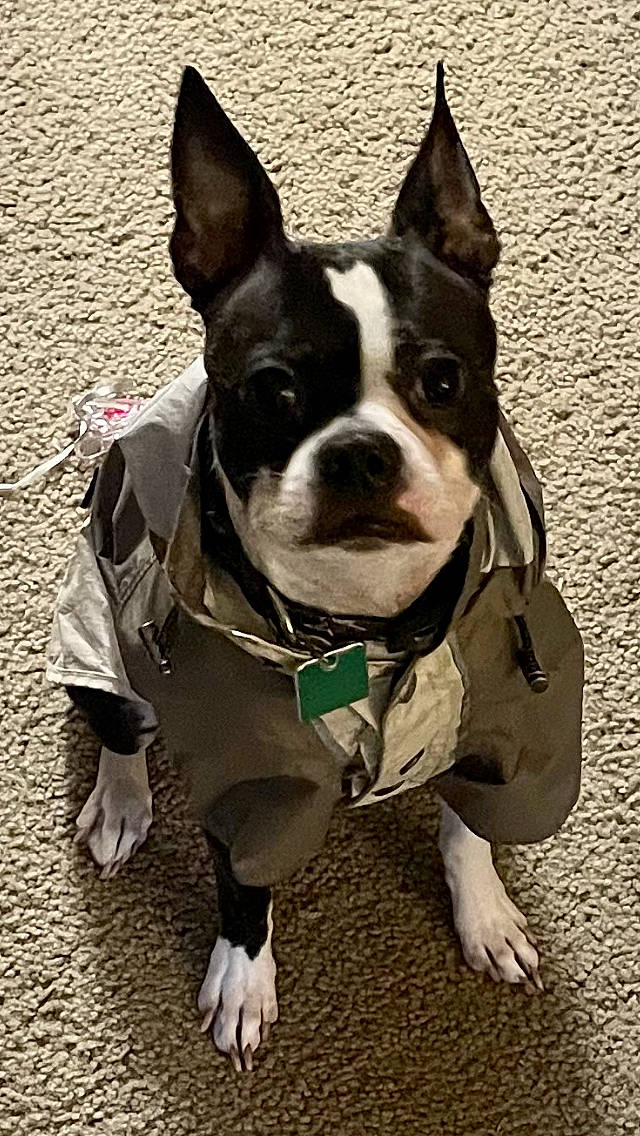 Kane joined the competition — help win amazing prizes! boston_terrier, bulldog, canidae, carnivore, collar, companion_dog, dog, dog_breed, dog_clothes, dog_collar, dog_supply, fashion_accessory, fawn, french_bulldog, leash, pet_supply, snout, sporting_group, whiskers, working_animal
