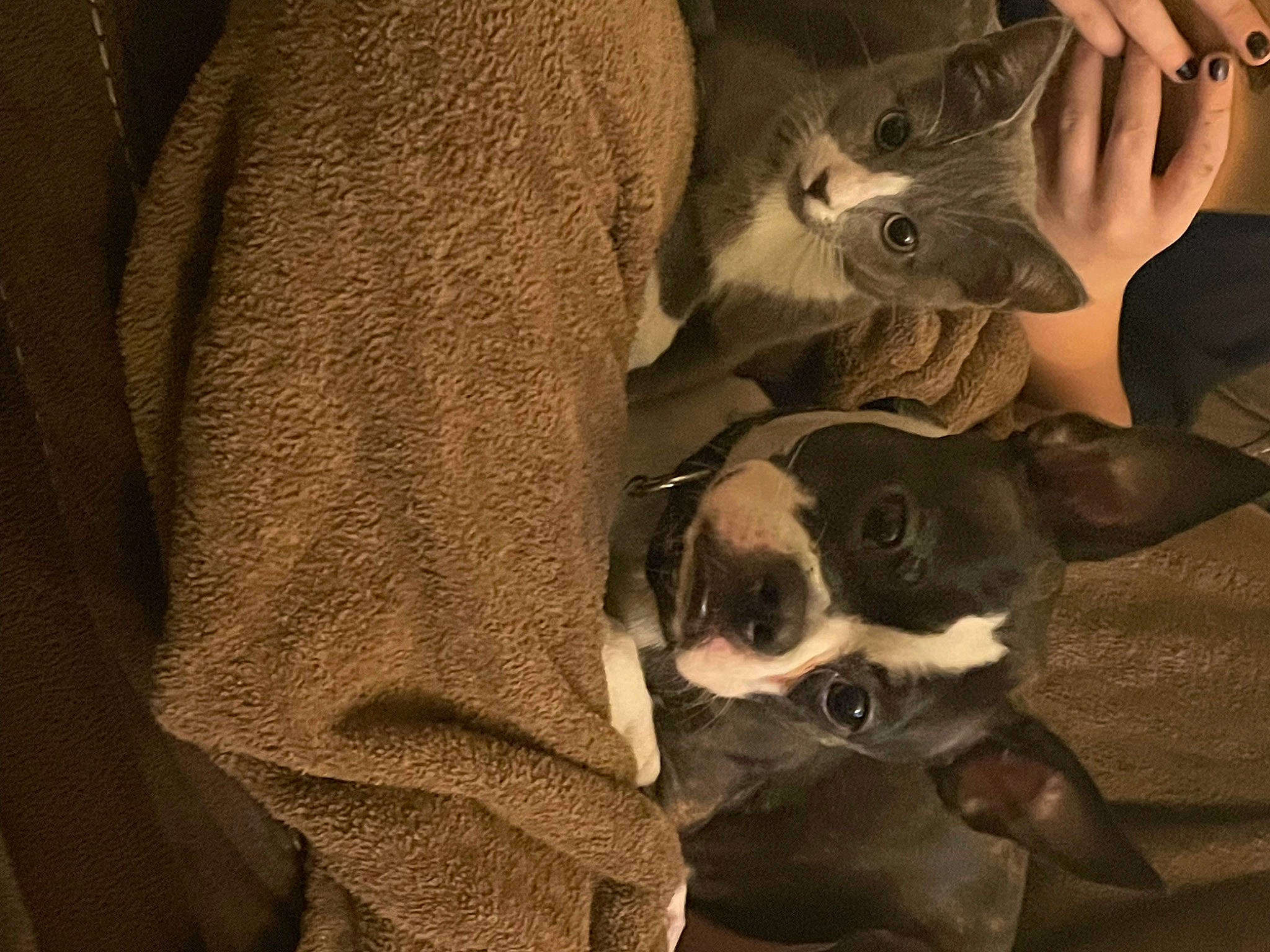 Kane joined the competition — help win amazing prizes! canidae, carnivore, cat, comfort, companion_dog, dog, dog_breed, ear, fawn, fur, non_sporting_group, paw, snout, sporting_group, terrestrial_animal, toy_dog, whiskers, working_animal