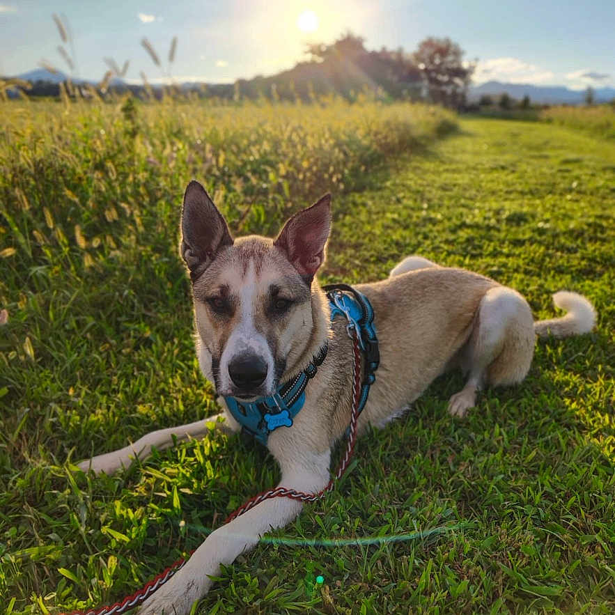 Cohen is registered to the contest to win money with this photo: accessories, animal, ball, canine, dog, field, grass, grassland, hound, husky, nature, outdoors, pet, plant, puppy, sky, sport, strap, tennis, tennisball