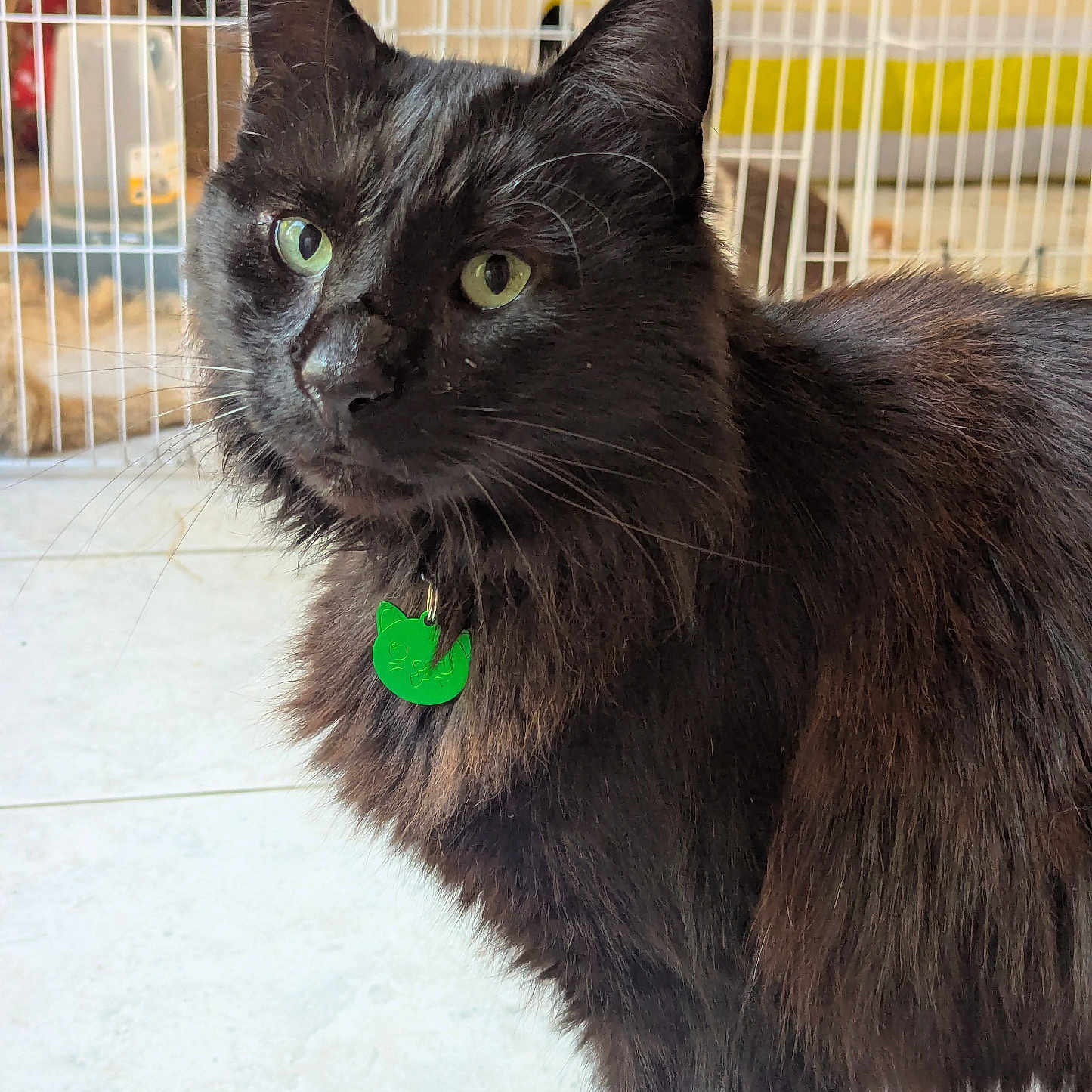 Titi participe au concours pour gagner de l'argent avec cette photo : animal, black_cat, cage, cat, closeup, collar, curious, cute, domestic_cat, feline, floor, fur, green_eyes, household, indoor, mammal, pet, pet_tag, portrait, whiskers
