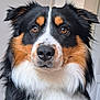 Vasco a rejoint le concours — aidez-le/la à gagner de superbes lots ! alert, animal, brown_eyes, canine, close_up, dog, domestic_animal, ears, face, fluffy, friendly, fur, indoor, looking_at_camera, nose, pet, portrait, soft_light, tricolor, whiskers