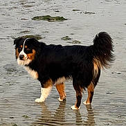 Vasco a rejoint le concours — aidez-le/la à gagner de superbes lots ! animal, beach, black_fur, brown_fur, canine, curious, dog, fur, nature, outdoor, pet, reflection, rocks, sand, shallow_water, standing, tail, water, wet, white_fur
