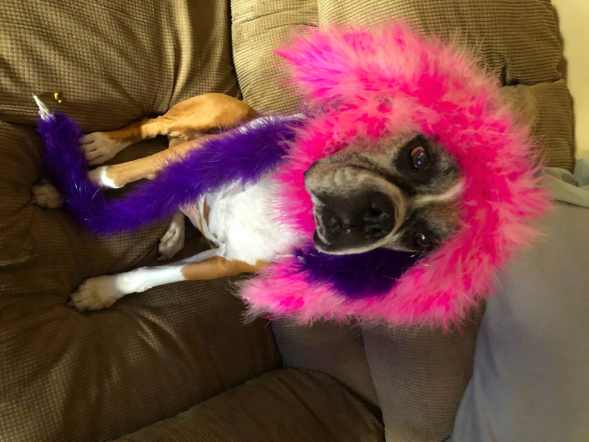 Bella is registered to the contest to win money with this photo: audio_equipment, canidae, carnivore, companion_dog, costume_hat, dog, dog_breed, dog_clothes, fawn, feather, fur, fur_clothing, magenta, plush, purple, snout, sporting_group, stuffed_toy, toy, toy_dog