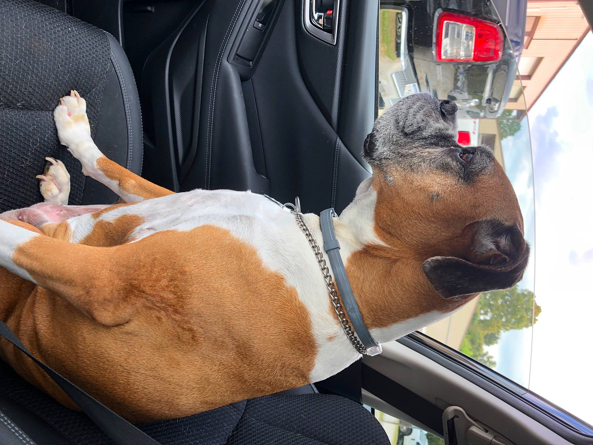 Bella joined the competition — help win amazing prizes! auto_part, automotive_design, automotive_exterior, automotive_lighting, automotive_mirror, automotive_tire, automotive_window_part, carnivore, collar, dog, dog_breed, eyewear, hood, human_leg, motor_vehicle, snout, vehicle, vehicle_door, windshield, working_animal