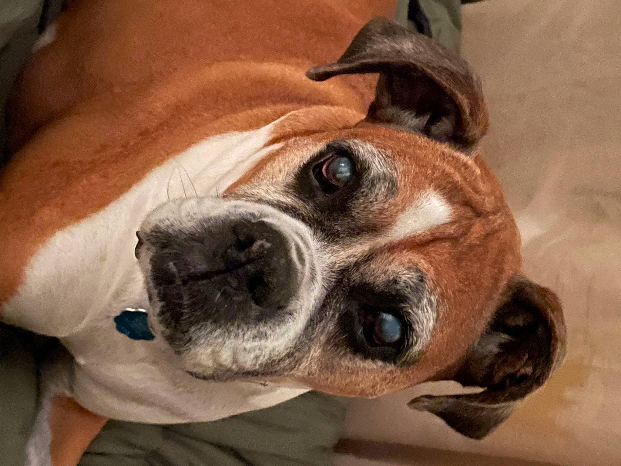 Bella joined the competition — help win amazing prizes! canidae, carnivore, collar, companion_dog, dog, dog_breed, dog_collar, dog_supply, ear, eye, fawn, fur, head, jaw, paw, pet_supply, snout, sporting_group, whiskers, working_animal