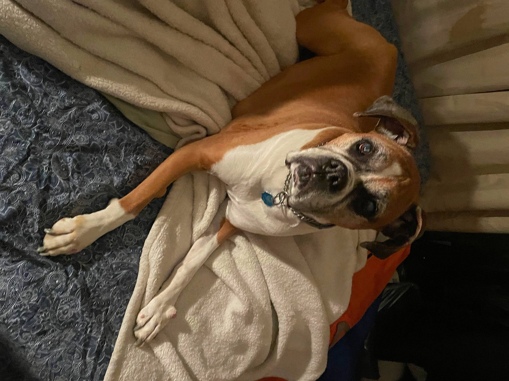 Bella is registered to the contest to win money with this photo: canidae, carnivore, comfort, companion_dog, dog, dog_breed, eyewear, fawn, goggles, guard_dog, human_leg, linens, smile, snout, sporting_group, sunglasses, toy_dog, whiskers, wood, working_animal