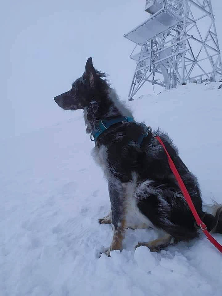 Otis a rejoint le concours — aidez-le/la à gagner de superbes lots ! black_norwegian_elkhound, canidae, canis, carnivore, dog, dog_breed, east_european_shepherd, freezing, fur, glacial_landform, guard_dog, herding_dog, king_shepherd, slope, snow, sporting_group, winter, working_animal, working_dog