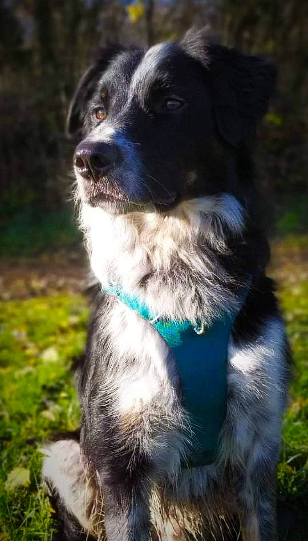 Otis a rejoint le concours — aidez-le/la à gagner de superbes lots ! borador, border_collie, canidae, carnivore, collar, companion_dog, dog, dog_breed, dog_collar, electric_blue, fur, grass, gun_dog, plant, snout, sporting_group, tail, whiskers, working_animal, working_dog