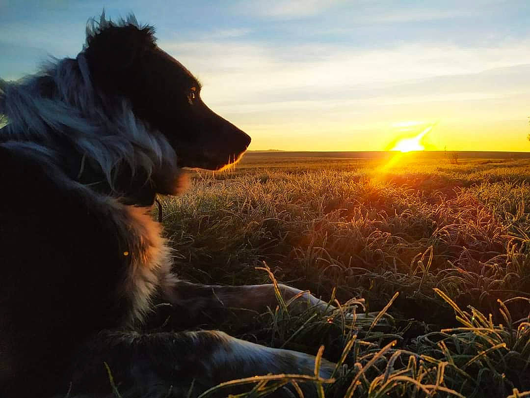 Otis a rejoint le concours — aidez-le/la à gagner de superbes lots ! afterglow, backlighting, carnivore, cloud, companion_dog, dog, dog_breed, dusk, grass, grassland, happy, herding_dog, horizon, landscape, natural_landscape, people_in_nature, plant, sky, sunrise, sunset