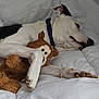 Luna joined the competition — help win amazing prizes! dog, stuffed_animal, bed, white_bedspread, relaxed, paw, plush_toy, sleepy, indoor, animal, pet, fur, snuggling, toy, comfort, resting, collar, black_and_white, canine, cute