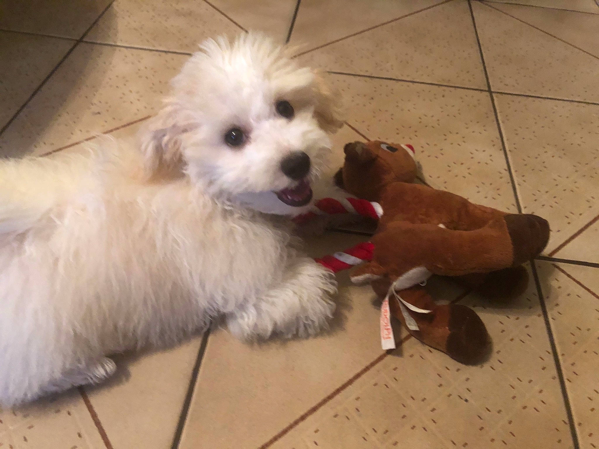 Shag is registered to the contest to win money with this photo: canidae, carnivore, companion_dog, dog, dog_breed, dog_supply, fawn, floor, flooring, fur, liver, maltepoo, pet_supply, puppy, snout, sporting_group, tile, toy_dog, vertebrate, working_animal