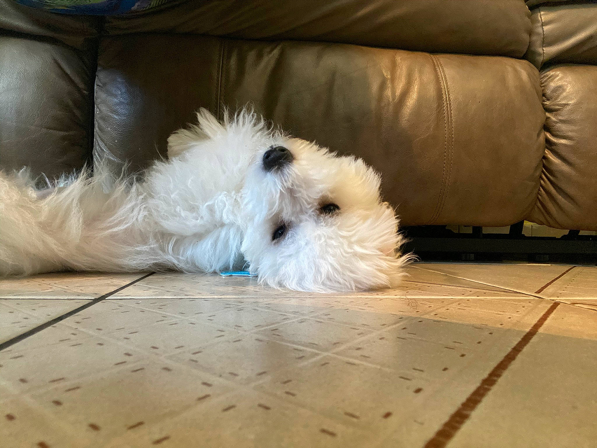 Shag is registered to the contest to win money with this photo: canidae, carnivore, companion_dog, couch, dog, dog_breed, dog_supply, floor, flooring, fur, leather, living_room, non_sporting_group, pet_supply, silver, small_terrier, sofa_bed, studio_couch, toy_dog, working_animal