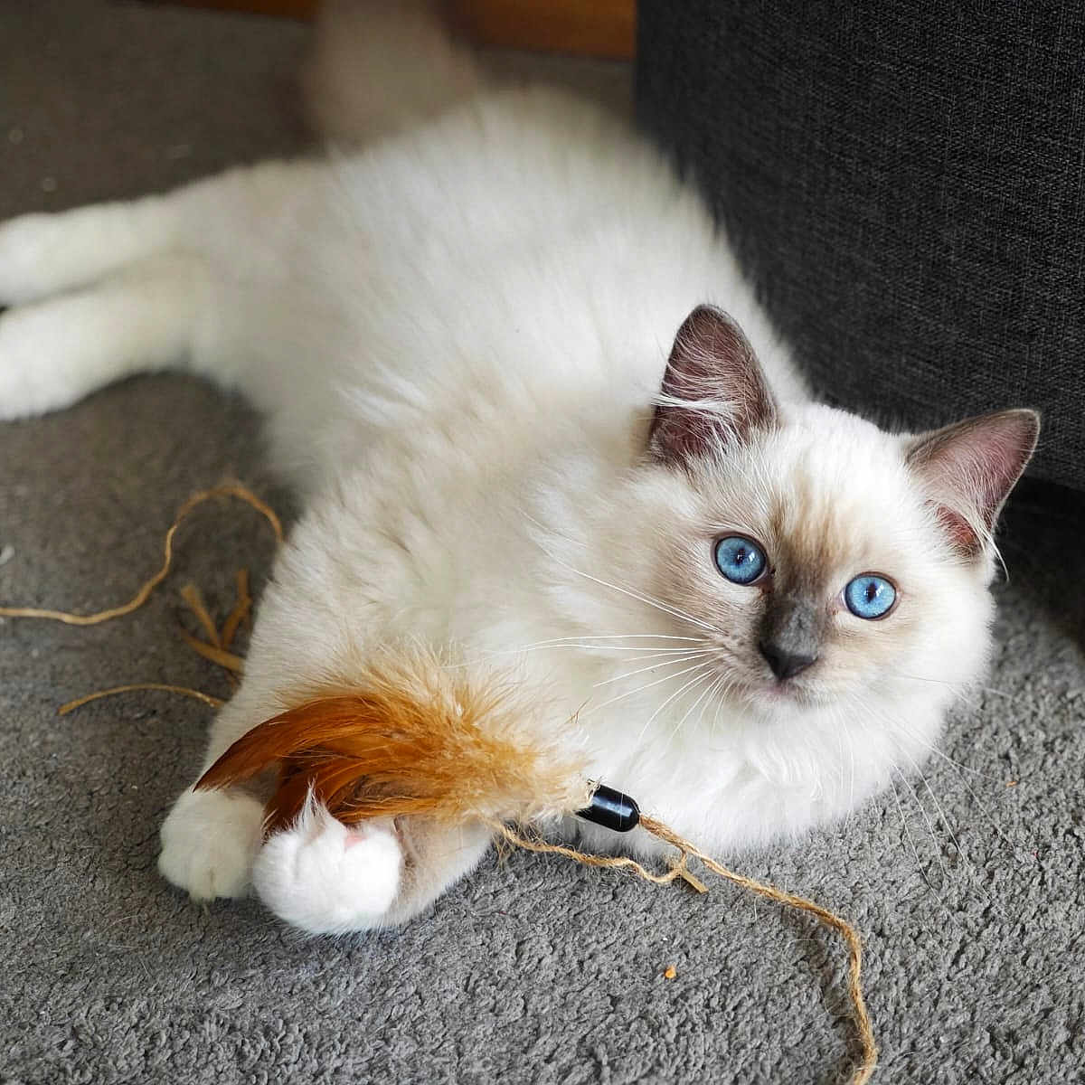 Azur participe au concours pour gagner de l'argent avec cette photo : animal, blue_eyes, carpet, cat, close_up, couch, cute, domestic_cat, feather_toy, feline, fluffy, indoor, paws, pet, playing, relaxed, resting, string, whiskers, white_fur
