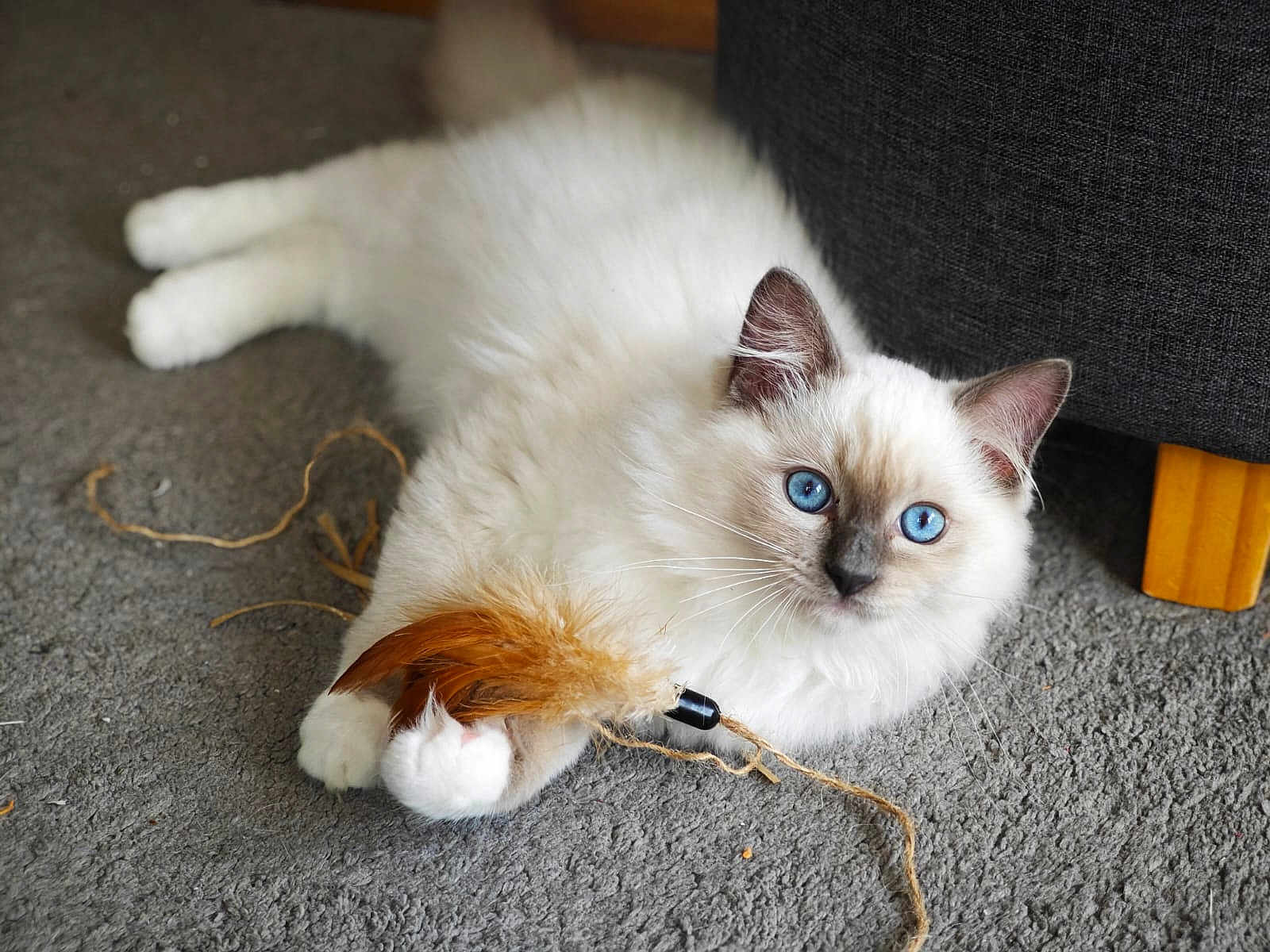 Azur participe au concours pour gagner de l'argent avec cette photo : cat, blue_eyes, white_fur, feather_toy, string, carpet, indoor, pet, cute, fluffy, animal, playing, relaxed, feline, close_up, domestic_cat, whiskers, paws, resting, couch